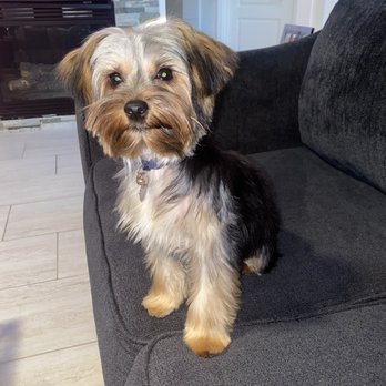 Featherer Pet Grooming Inc - Photo 2