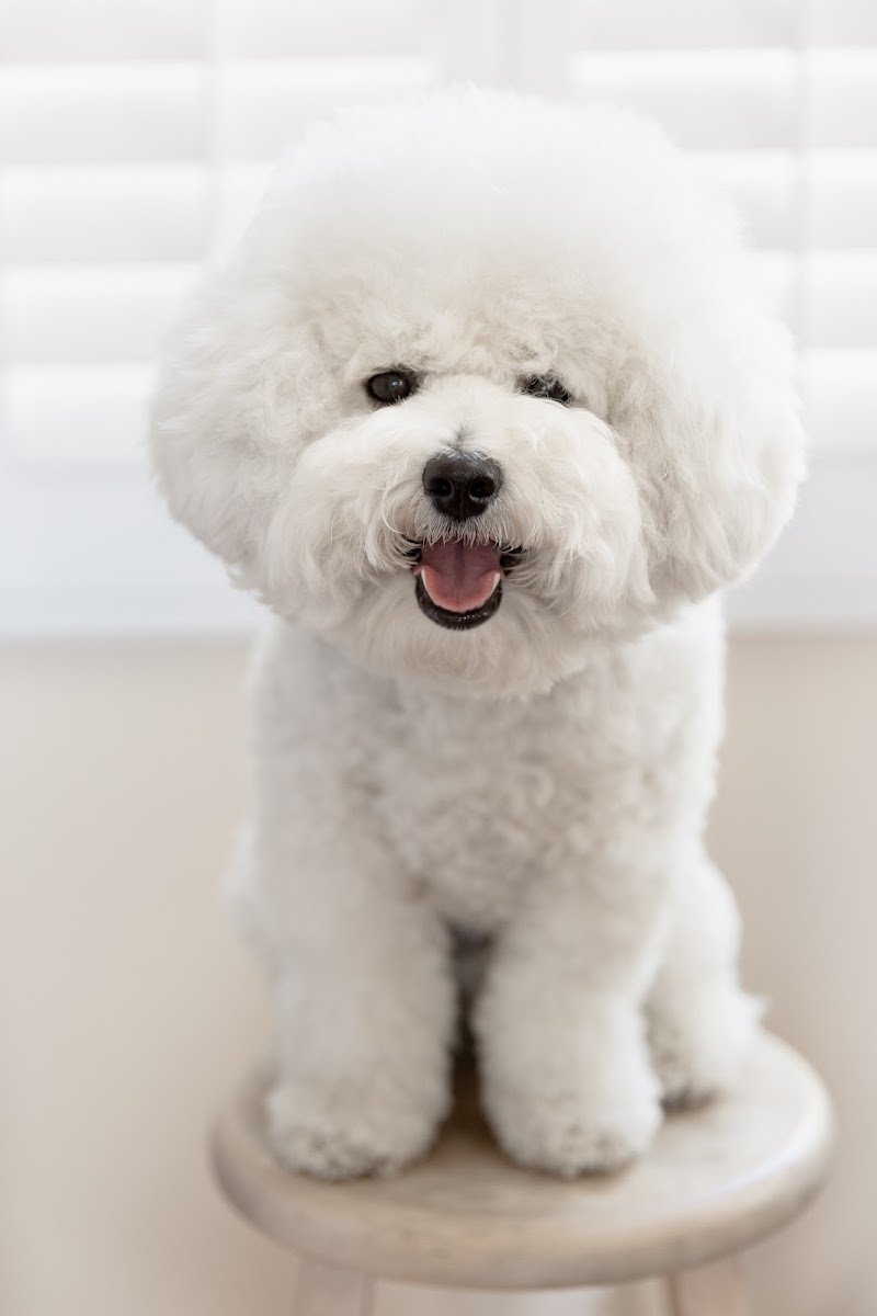 Noni's Pet Boutique & Grooming - Photo 2