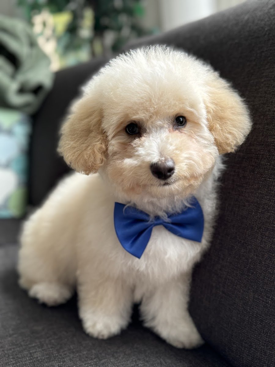 HAPPY PET SPAW - Photo 2