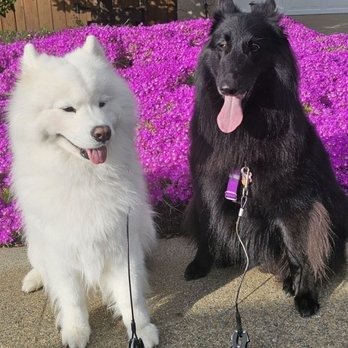 Four Paws Grooming - Photo 2