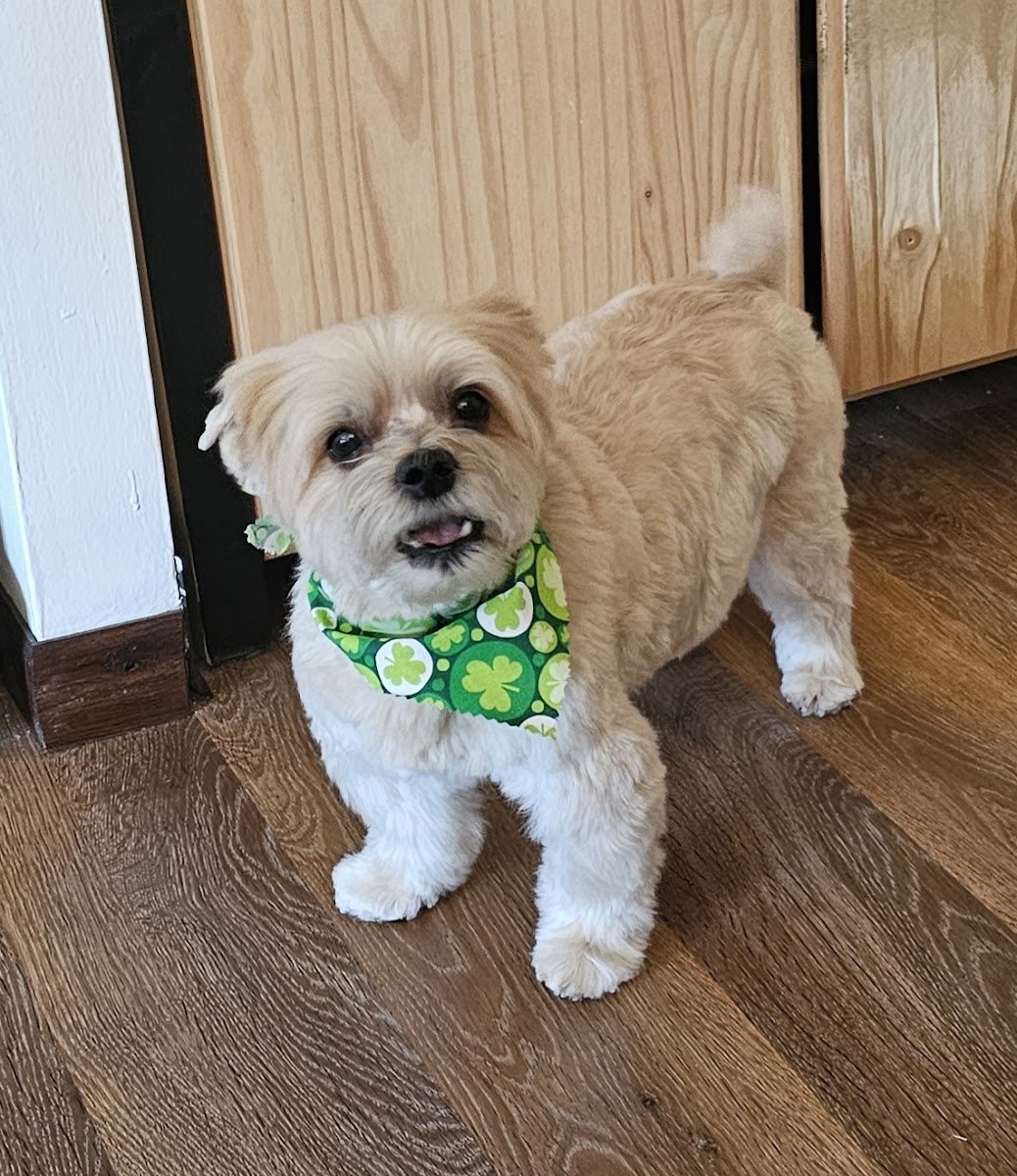 Maverick's Grooming Studio - Photo 2