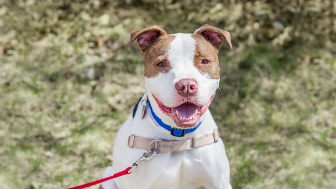 Animal Humane Society - Photo 2