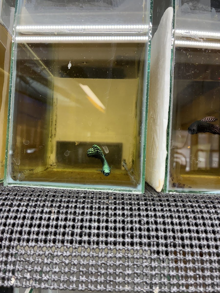 Exotic Aquarium - Photo 2