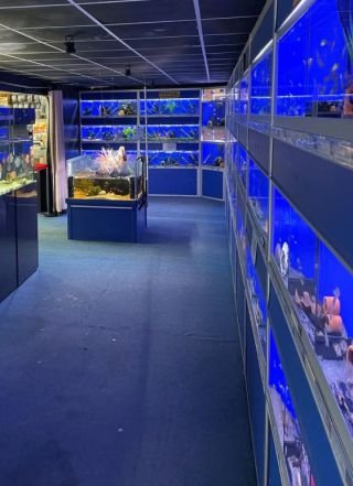 Lucas Smith Discus Aquarium - Photo 2