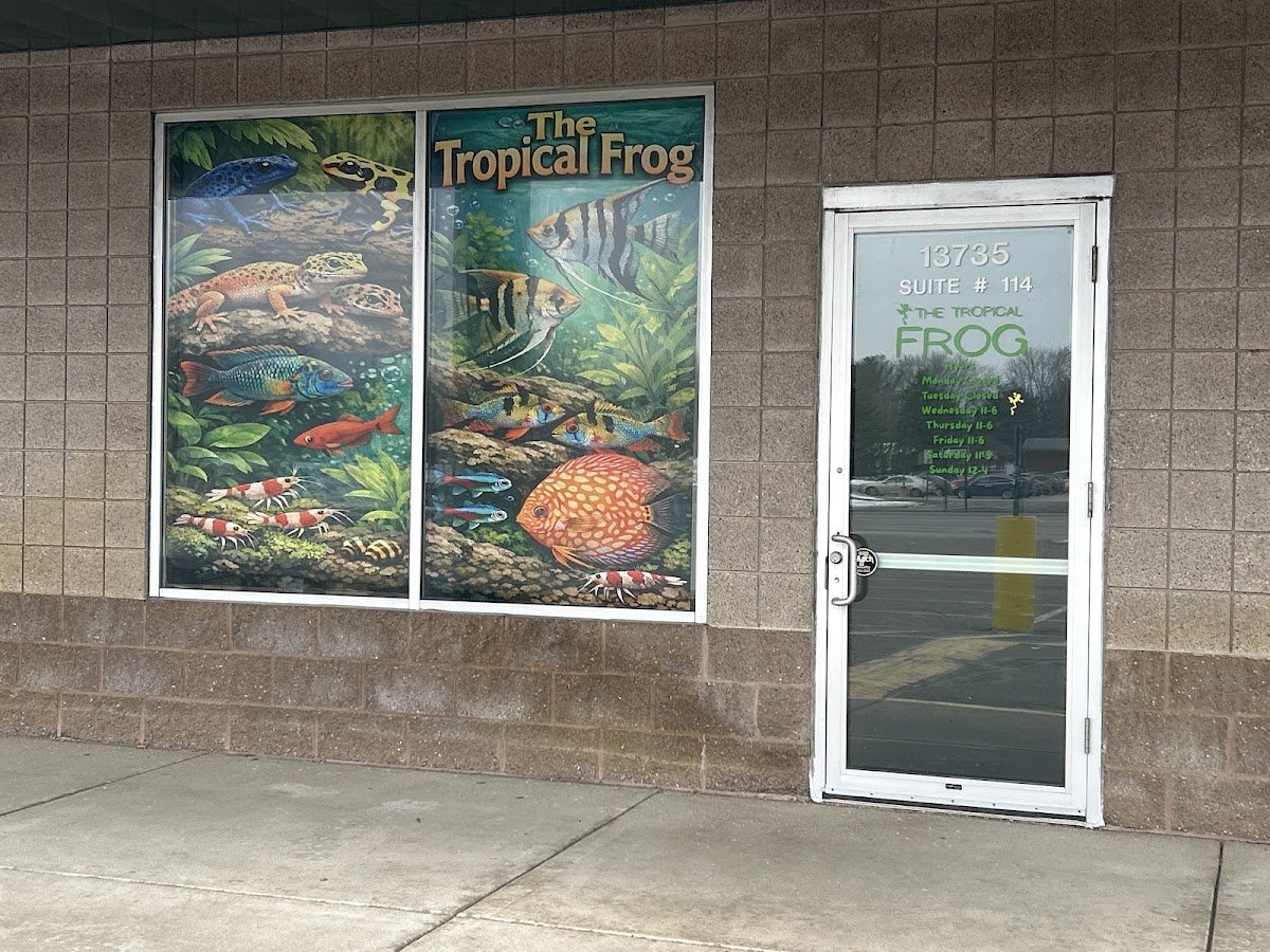 The Tropical Frog - Photo 2