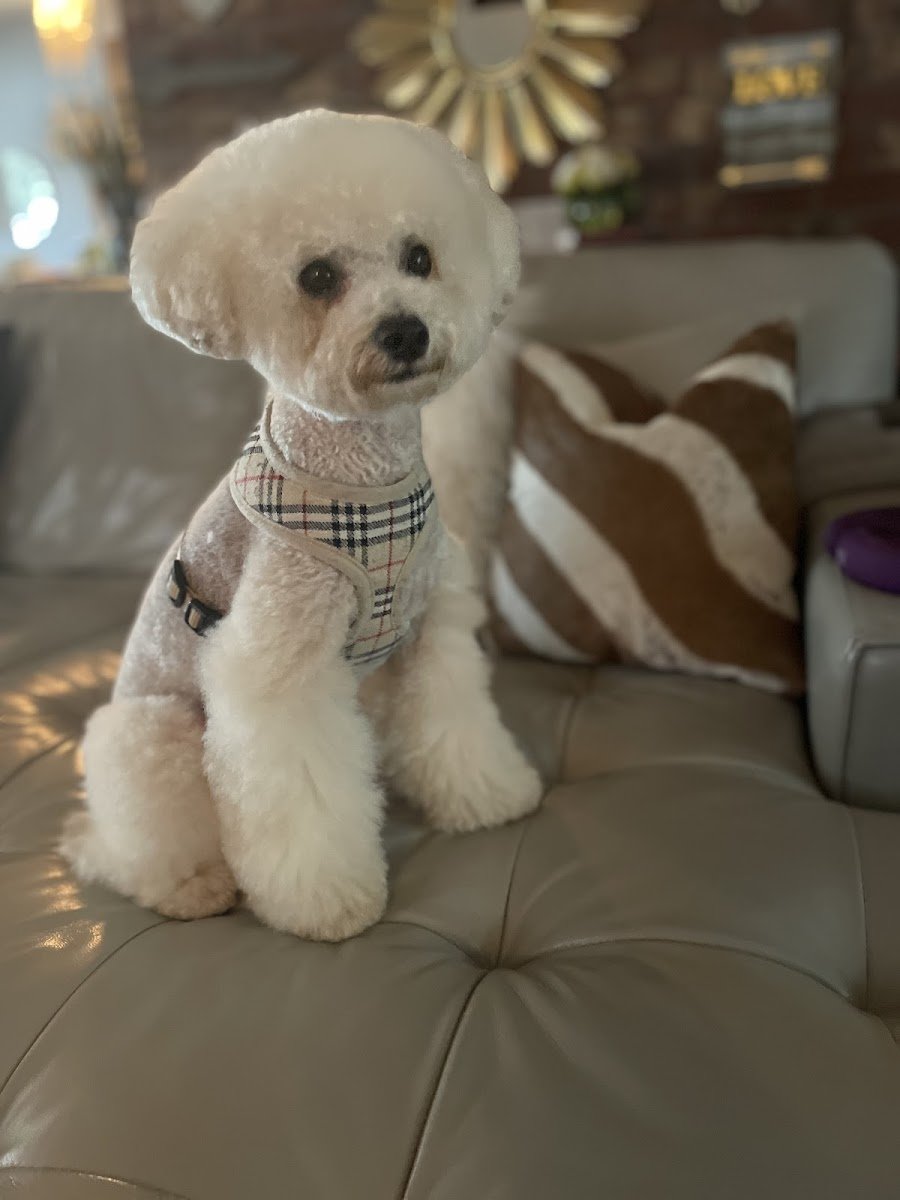 Bark Twice Pet Grooming - Photo 2