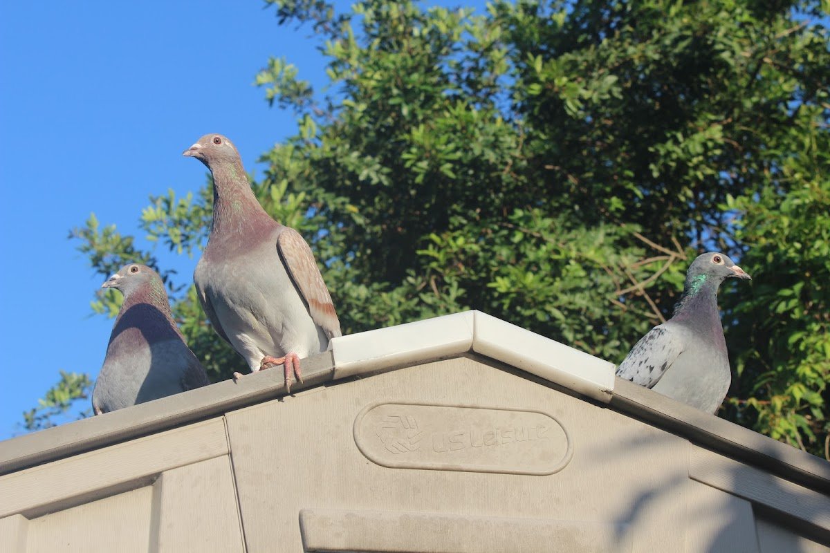 Pigeon Outpost - Photo 2