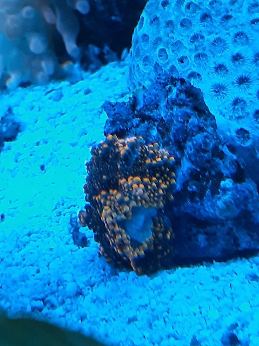 FISH and other ICHTHY stuff - Photo 2