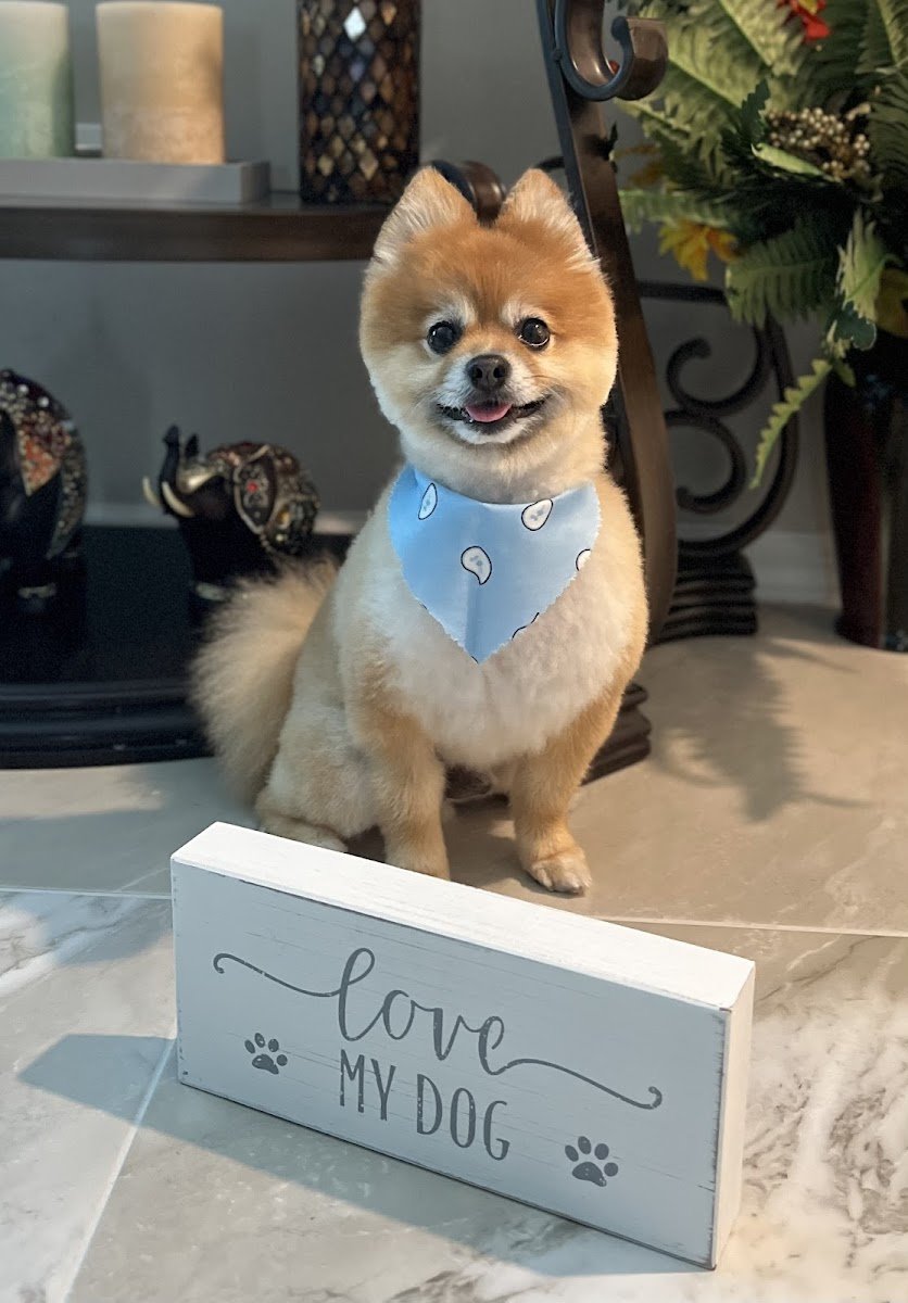 Paradise Pet Salon Daycare & Boarding - Photo 2