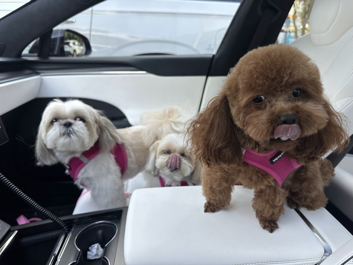 Adorable Pets By Dena - Photo 2