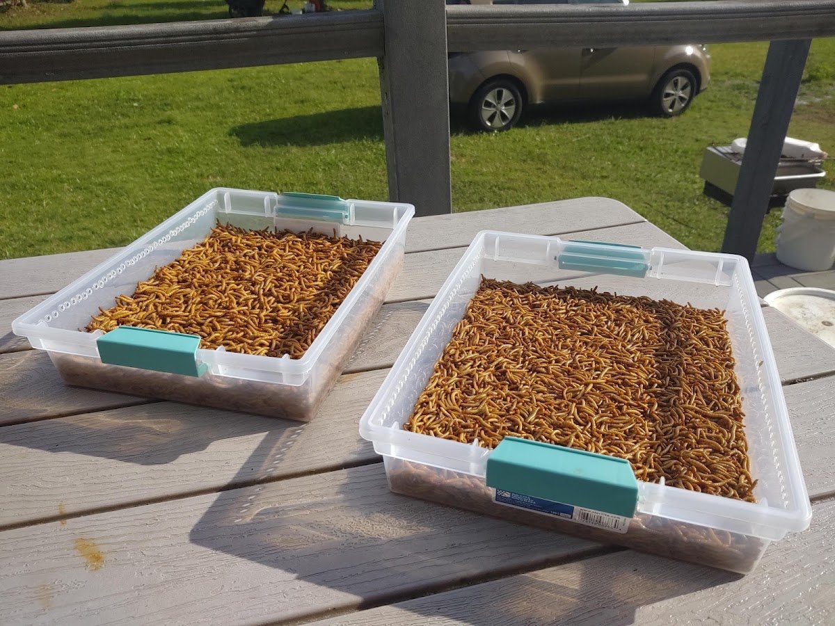 Many Mealworms! Website or Online Only - Photo 2