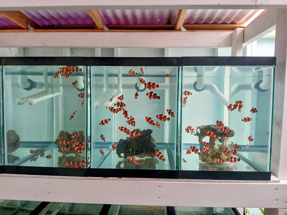 Mike Dudley Clownfish - Photo 2