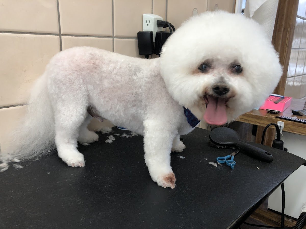 Vicky's Pet Boutique - Photo 2