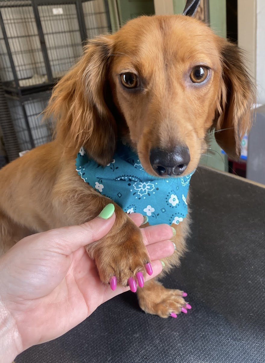 Poverty Acres Pet Spa - Photo 2