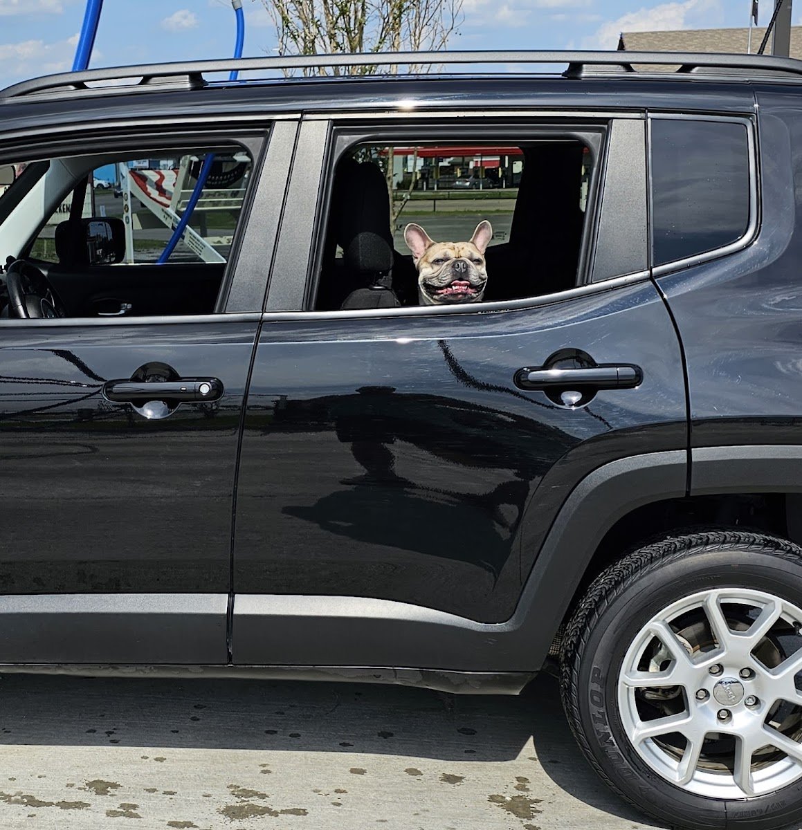 Dog House Auto Spa - Photo 2