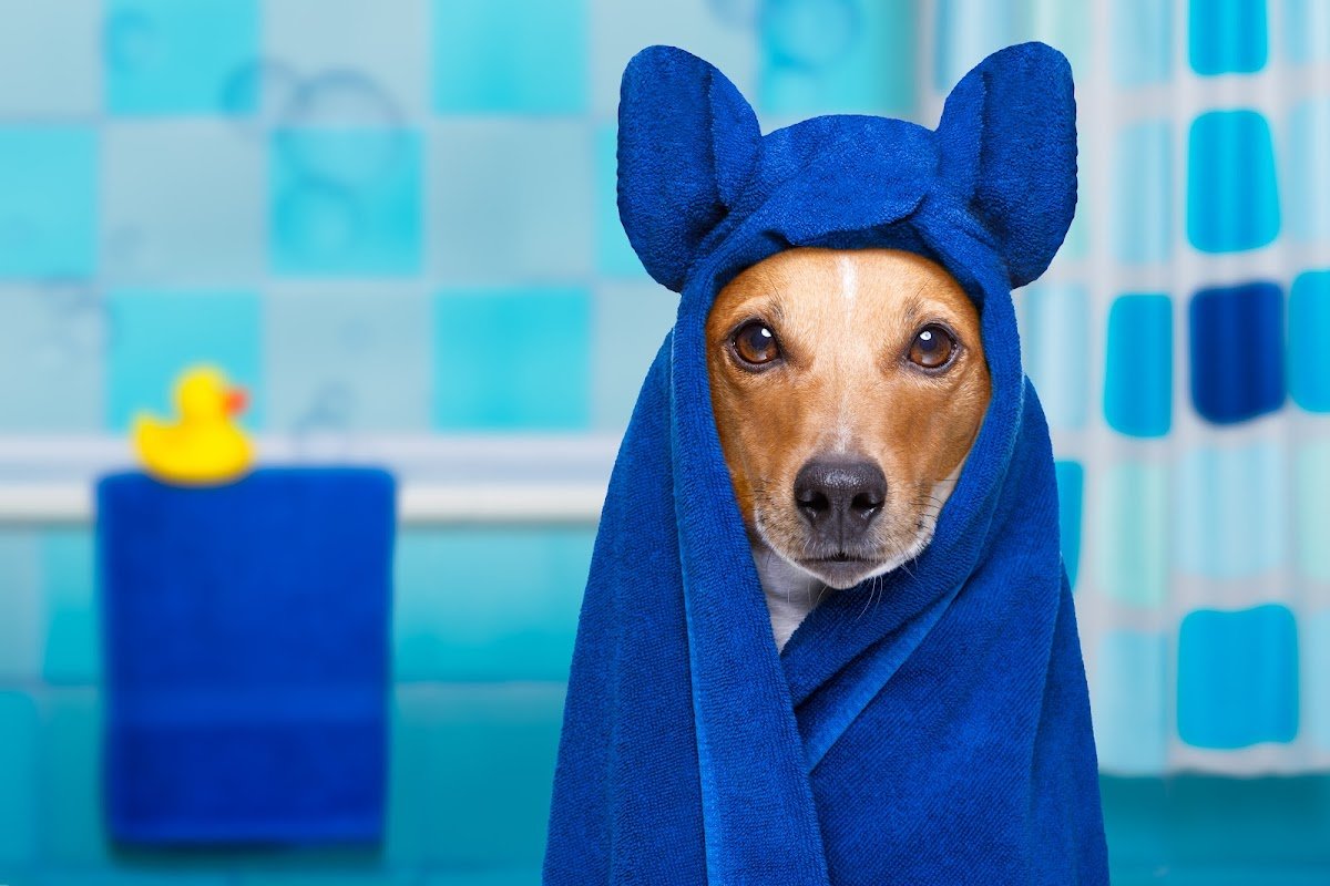 Clean Paws Grooming and Dogwash - Photo 2