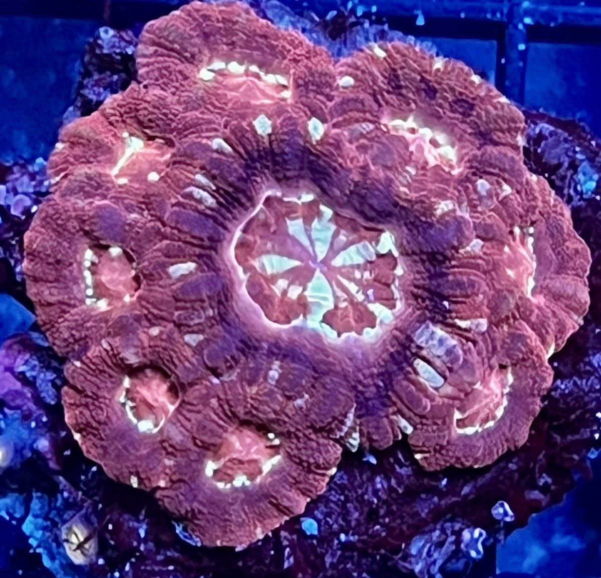 New Edge Coral - Photo 2