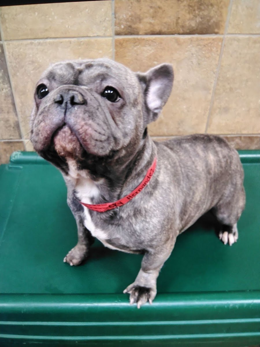 PetSmart - Photo 2