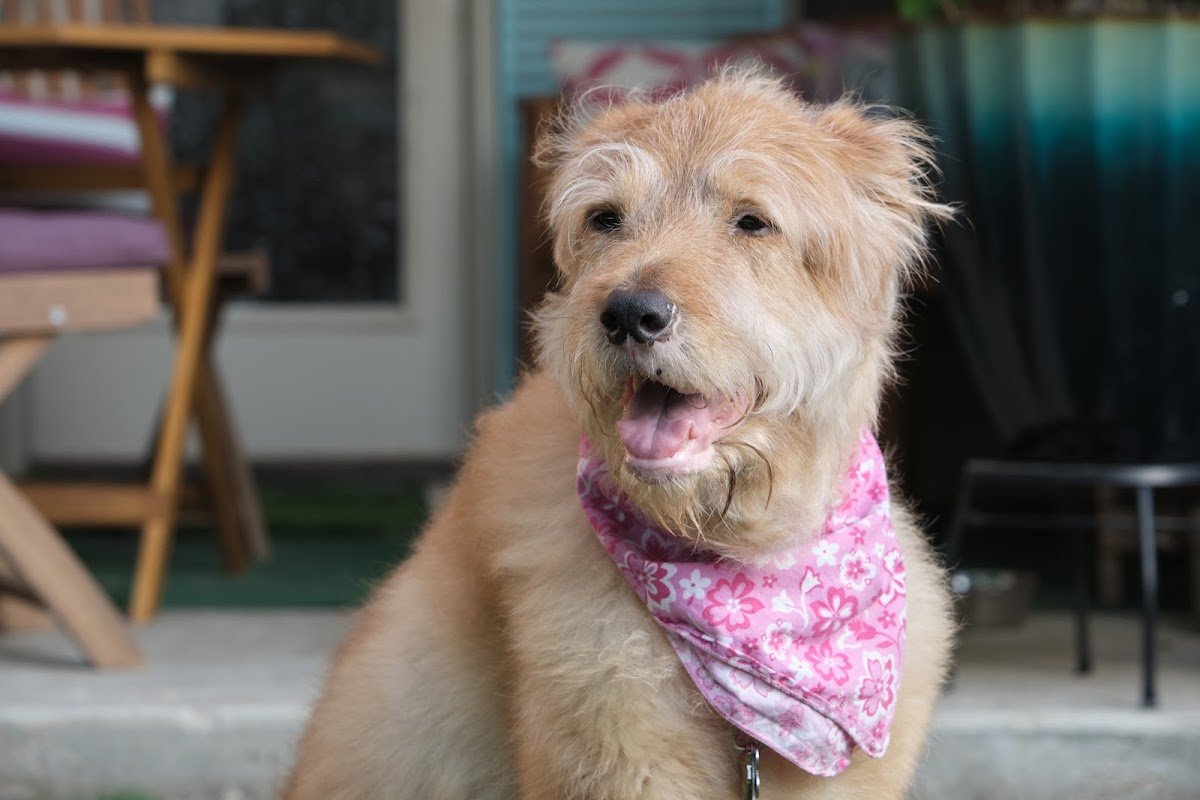 Daphne’s Pet Pampering - Photo 2