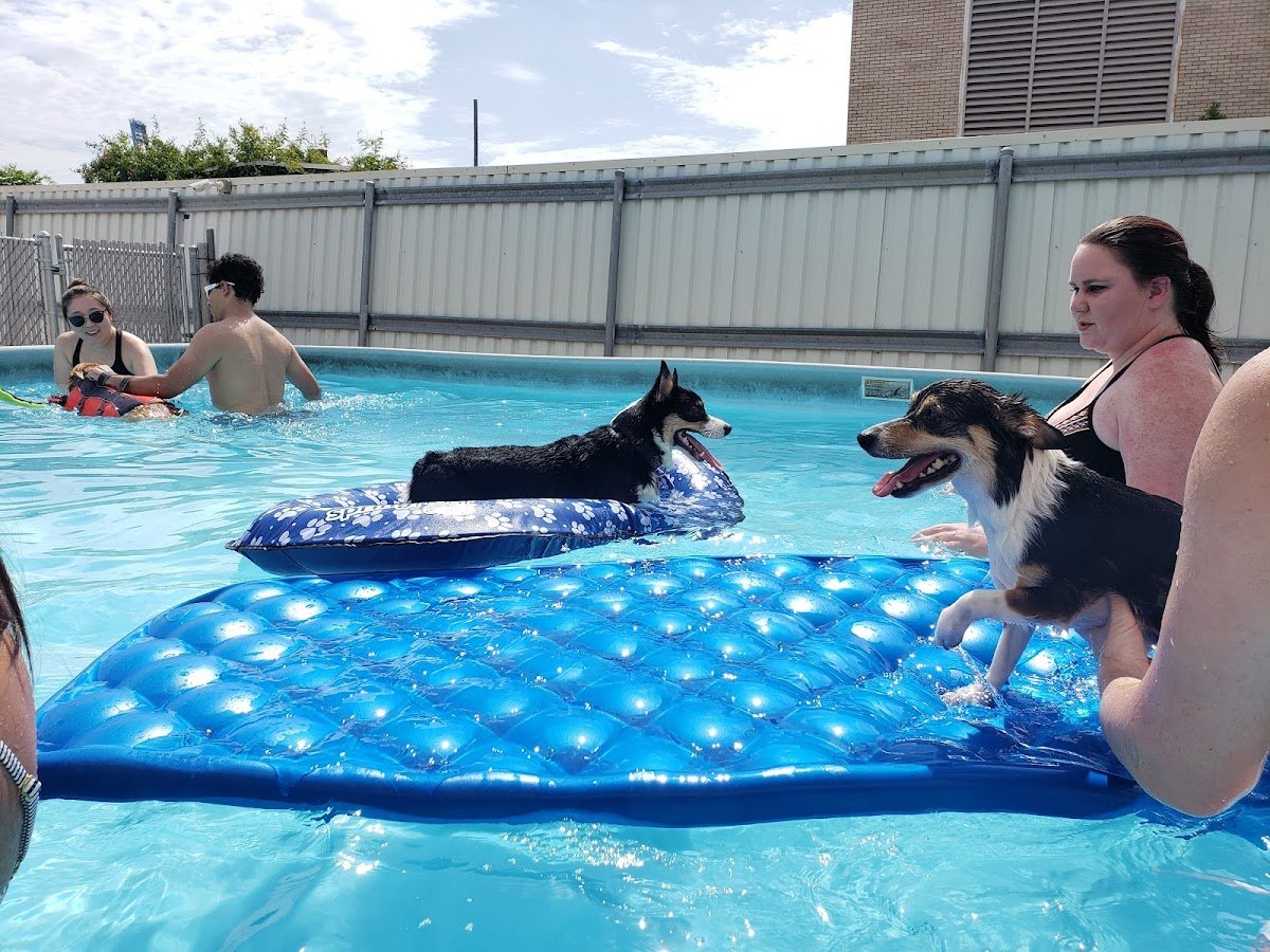 Canine Connection - Photo 2