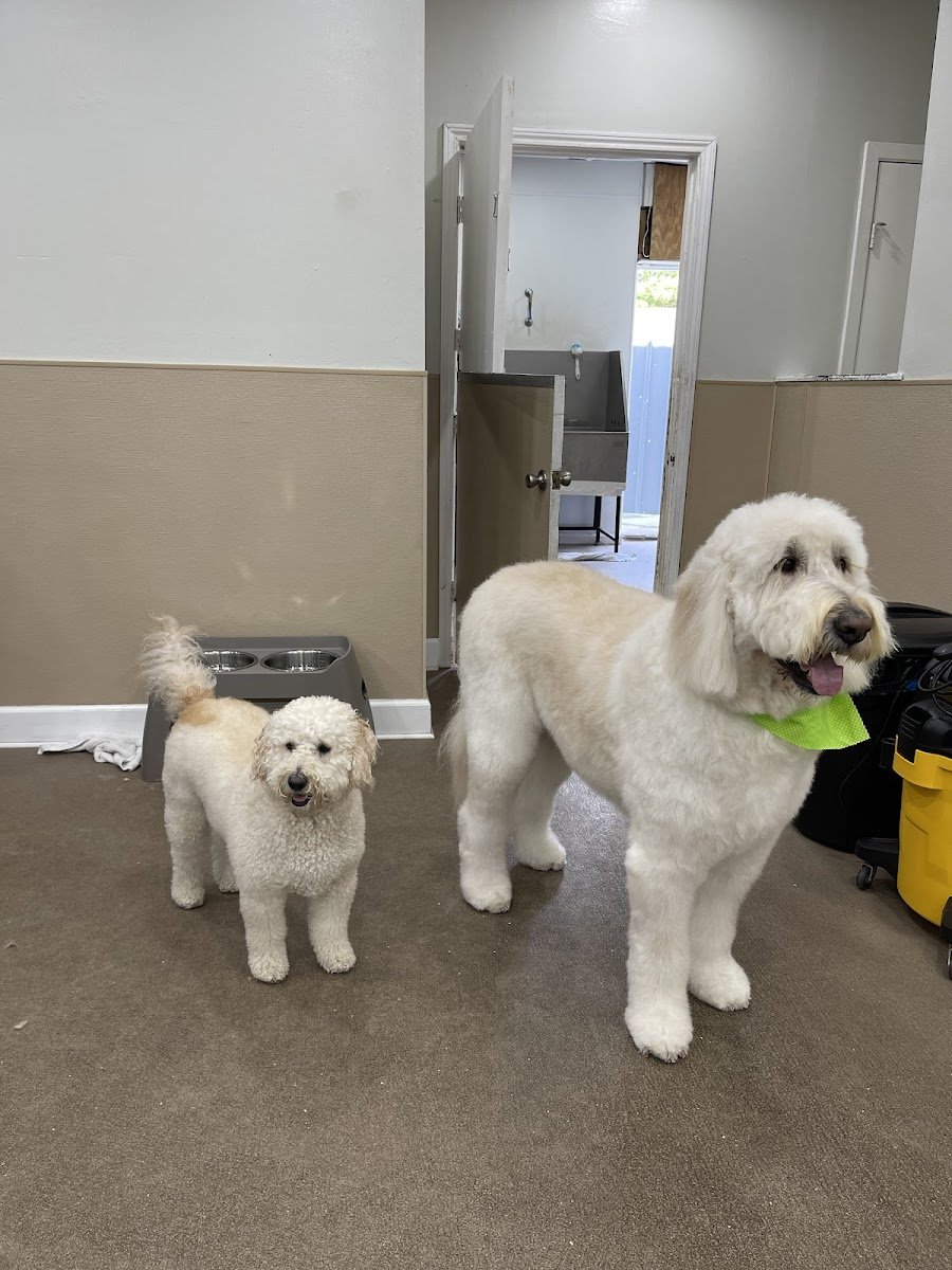 Pet Palace Salon - Photo 2