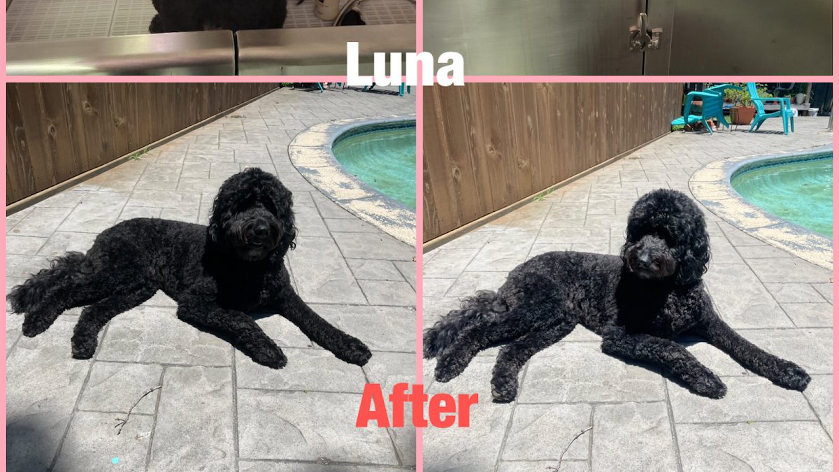 504 Dog Groomers - Photo 2