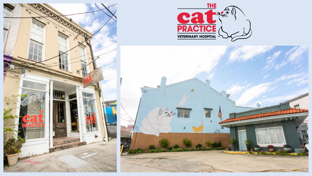 The Cat Practice - Photo 2