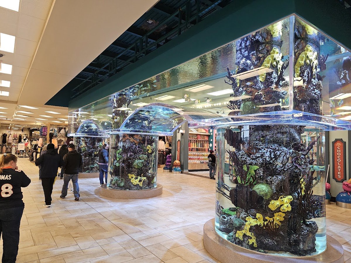 Scheels - Photo 2