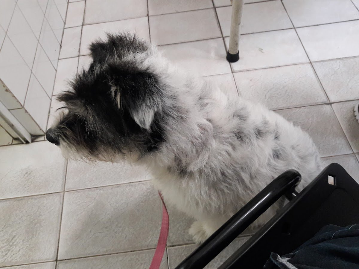 Clínica Veterinária Mutinga Dr. Fábio C. Ramalho-Veterinário