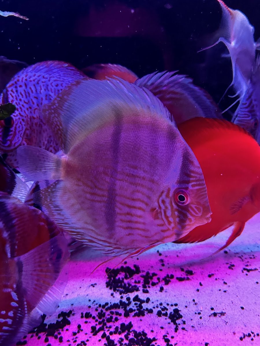 Aqualondonwild - Photo 2