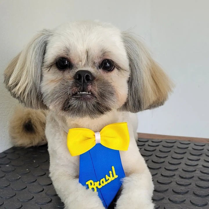 Banho e Tosa Lillica