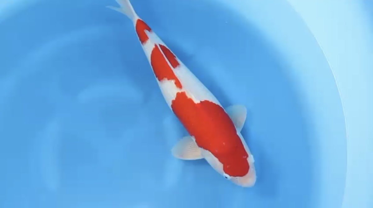 Exclusively Koi Ltd - Photo 2