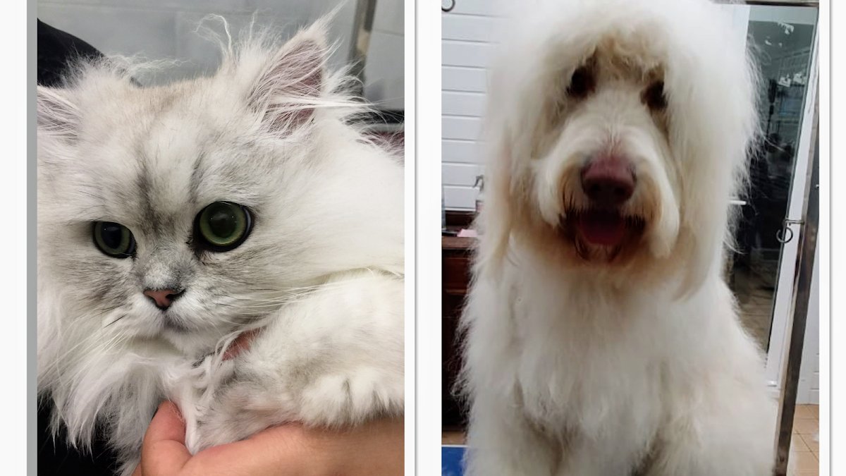 Pet Mania - Photo 2