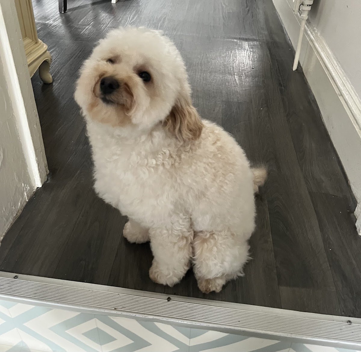 MyPetsBoutique - Photo 2