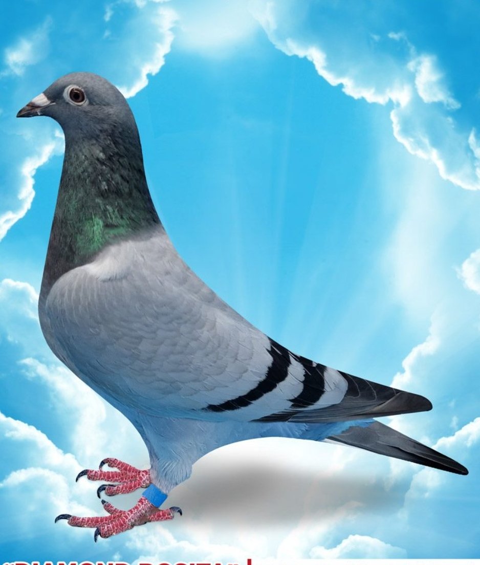 QUANDON PERFORMANCE PIGEONS - Photo 2