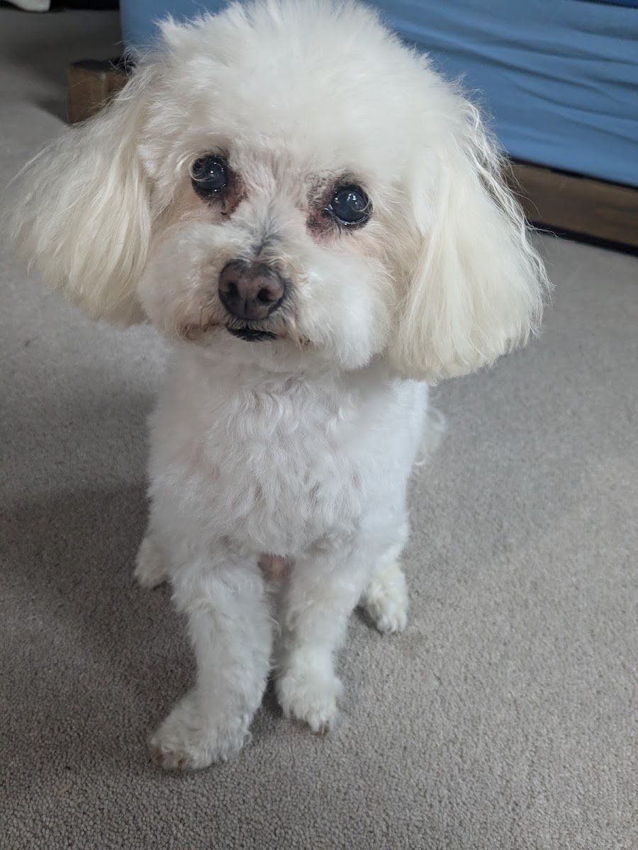 Posh Pets - Photo 2