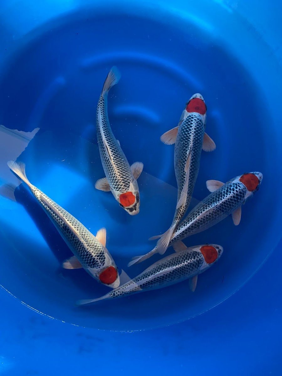 walker koi - Photo 2