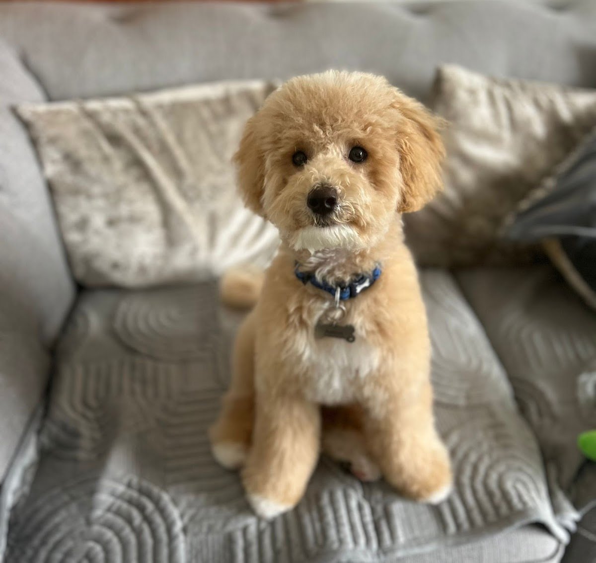 Freshpaws - Photo 2