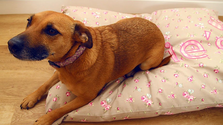 Maisie's Dog training and behaviour services - Photo 2