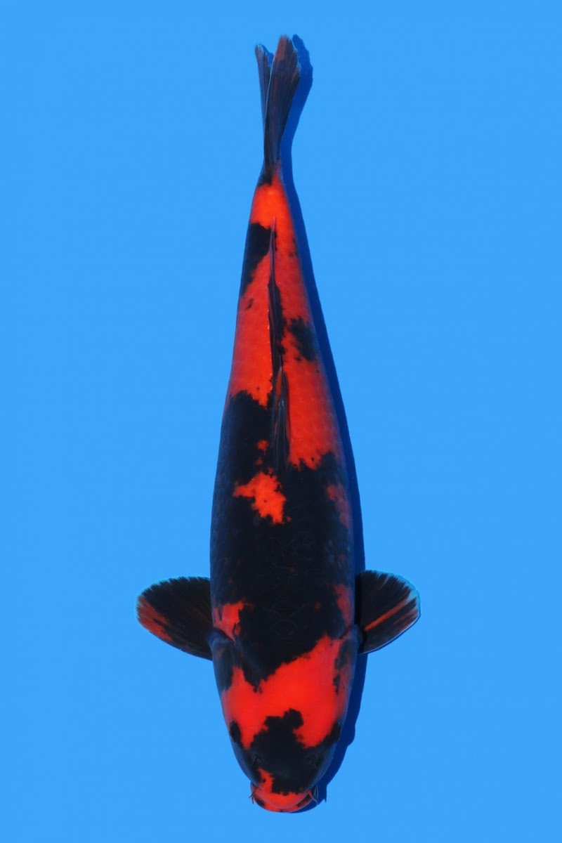 Beacon koi - Photo 3