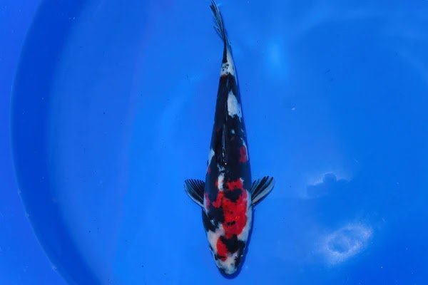 Beacon koi - Photo 4