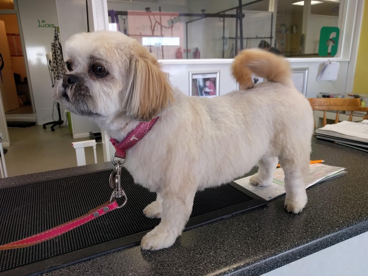 Dazzling Dogs - Photo 2