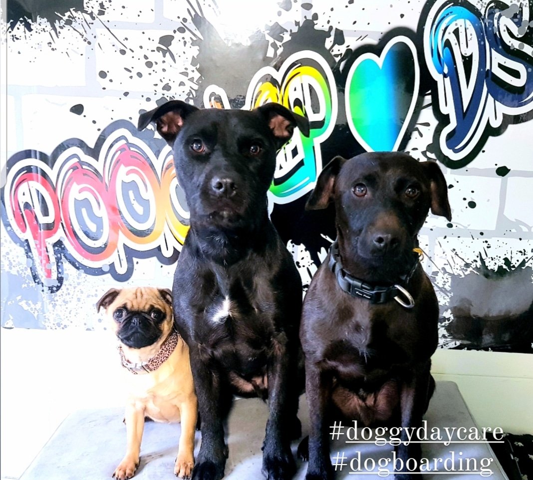 Poochiepads - Photo 2
