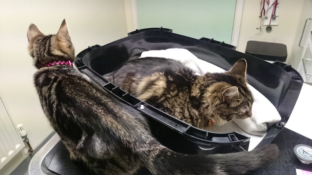 Vets4Pets Walsall Reedswood - Photo 2