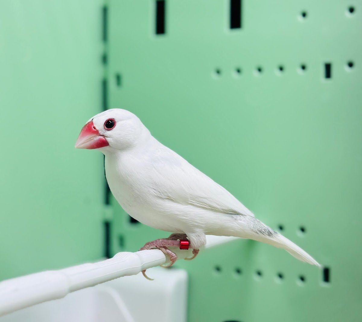 Lye pet shop - Photo 2