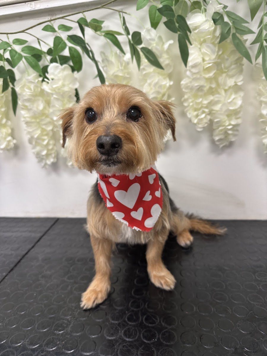 Pampered Pets grooming salon LTD - Photo 2