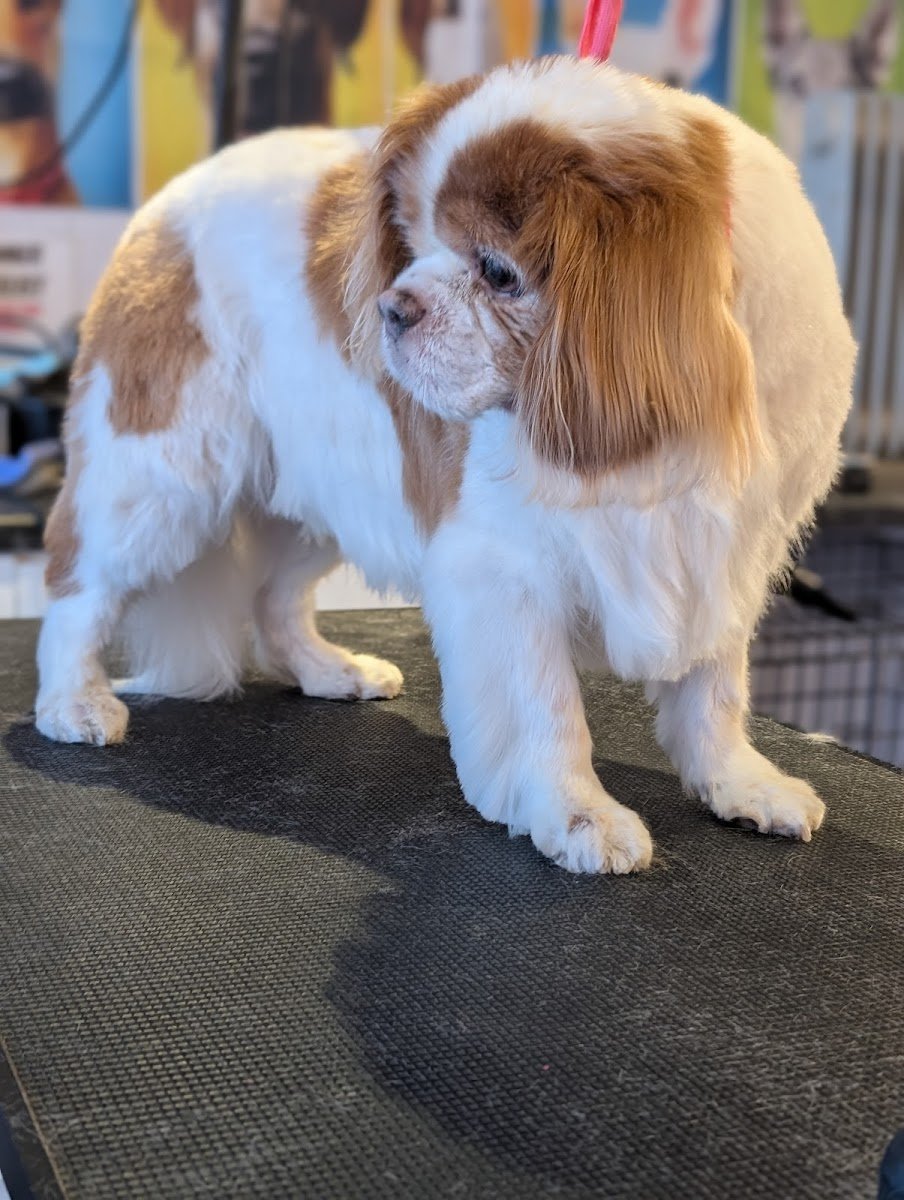 poochys grooming ltd - Photo 2
