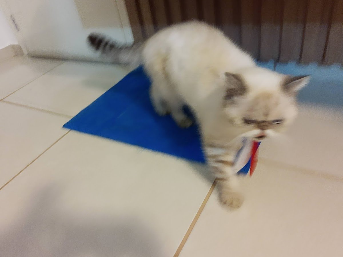 Mundo Pet - Clínica Veterinária e Pet Shop