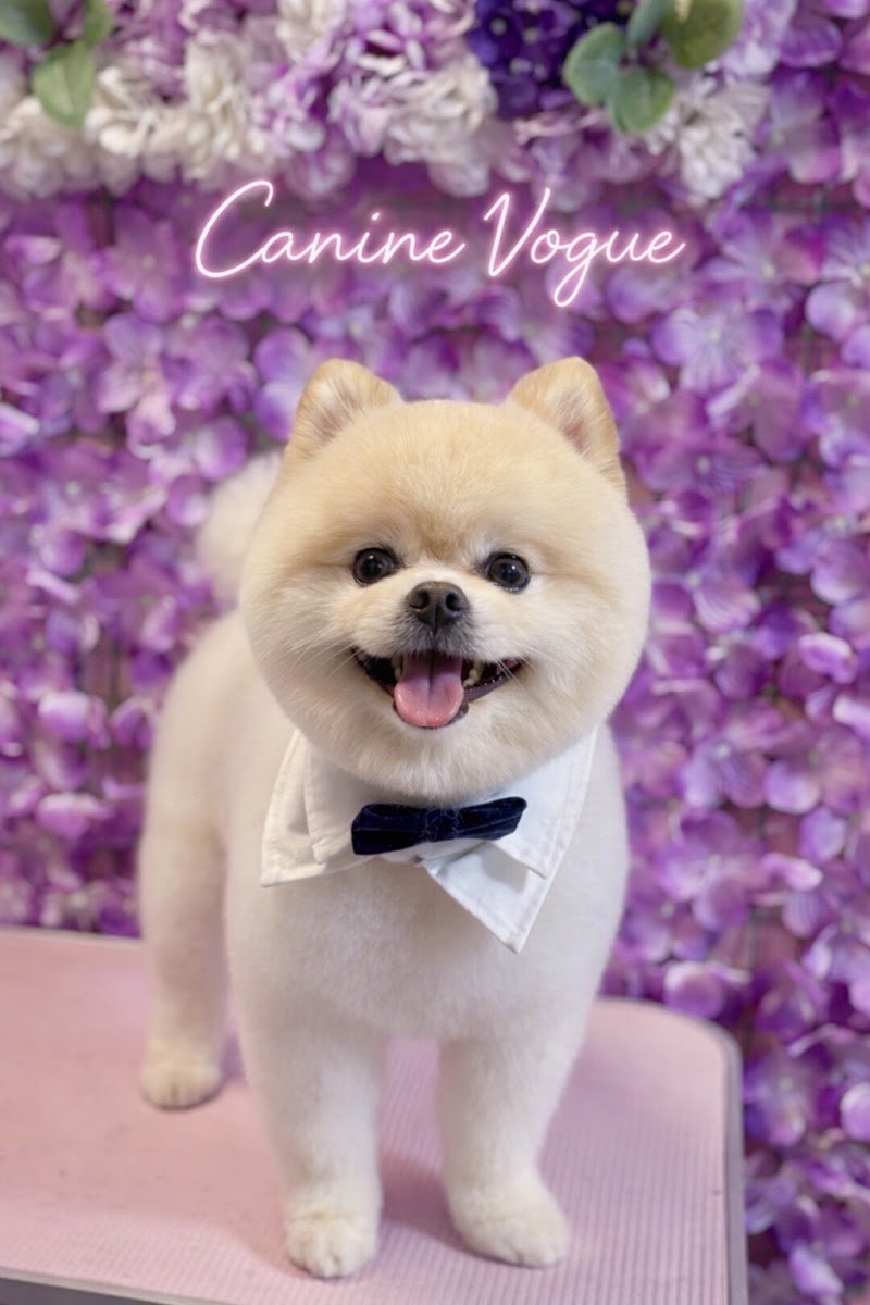 Canine Vogue - Photo 2