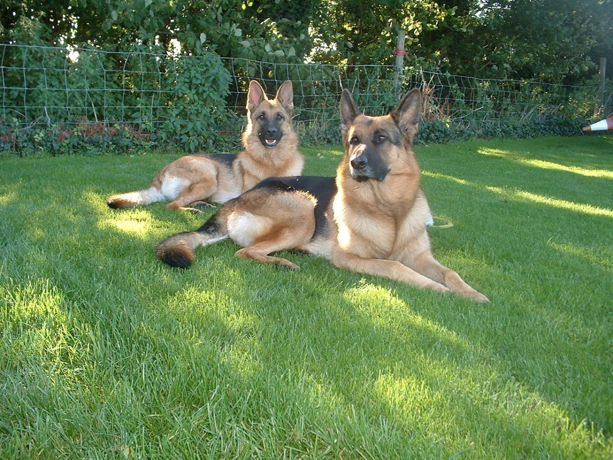 Pets At Home - Photo 2